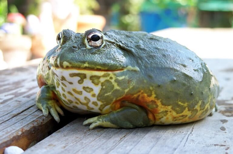 Things To Know About African Pixie Frog - AMPHIPEDIA