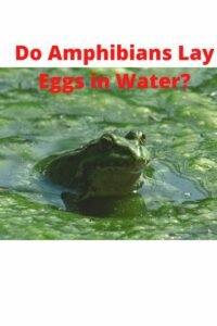 Do Amphibians Lay Eggs in Water? - AMPHIPEDIA