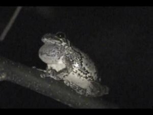 Gray Tree Frog Sound - AMPHIPEDIA