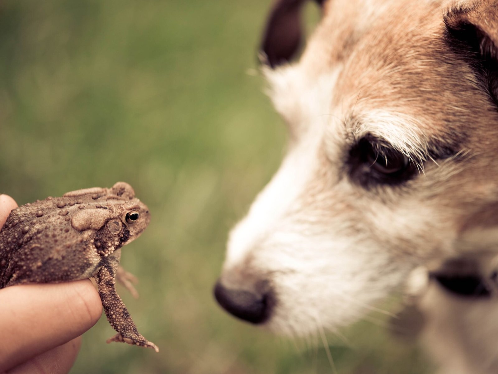 what-is-toad-poisoning-amphipedia