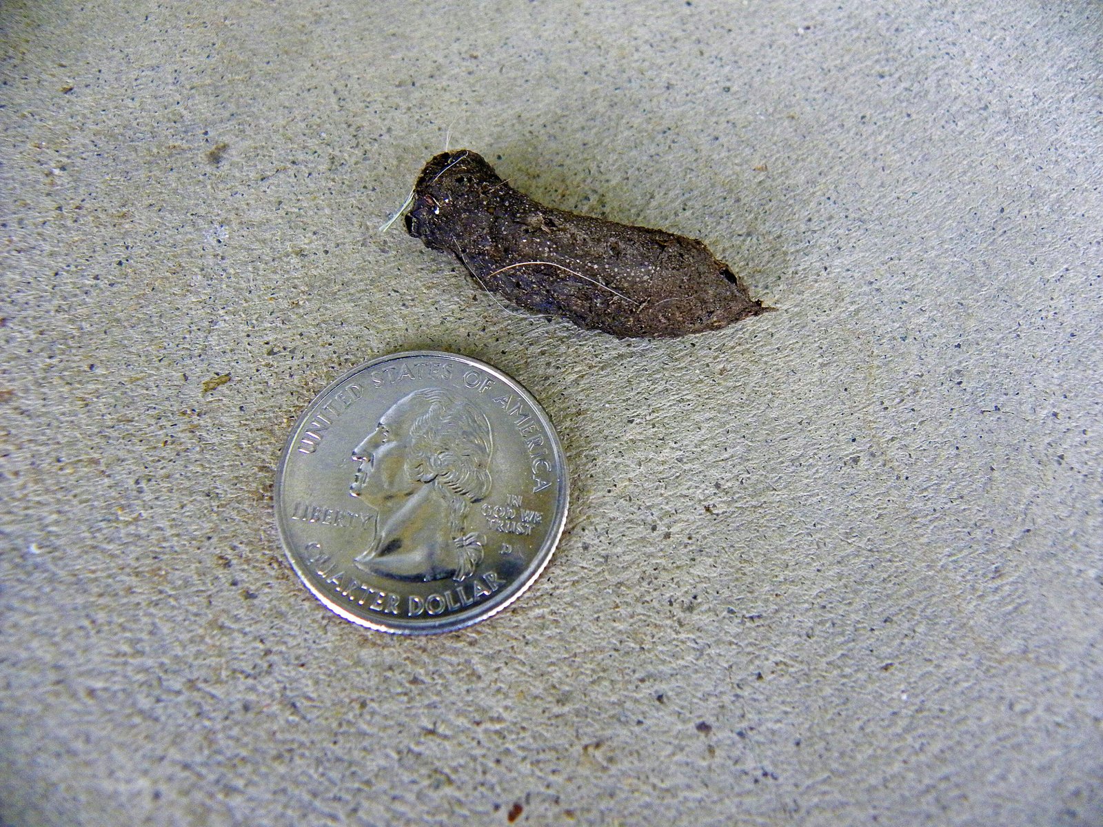 What Does Toad Poop Look Like AMPHIPEDIA