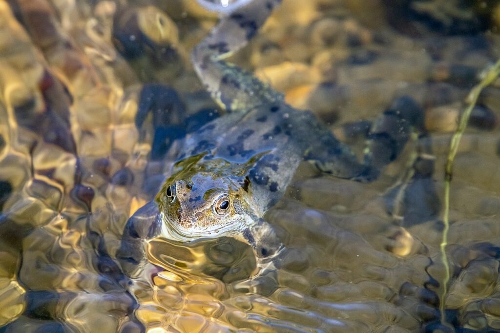 Can Amphibians Breathe in And Out of Water? - AMPHIPEDIA