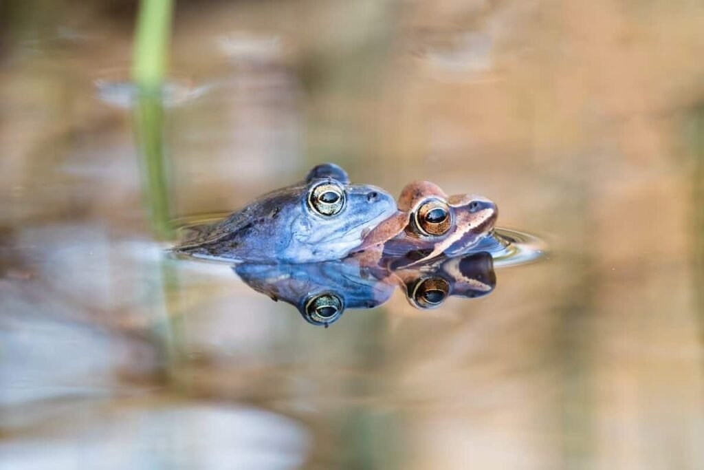 Can Amphibians Change Gender? - AMPHIPEDIA