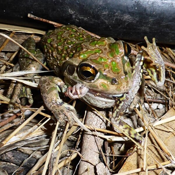 Are Amphibians Carnivores? - AMPHIPEDIA