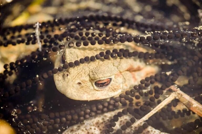 What Do Toad Eggs Look Like? - AMPHIPEDIA