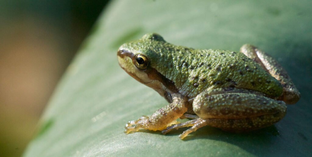 Why Amphibians Have Moist Skin? - AMPHIPEDIA