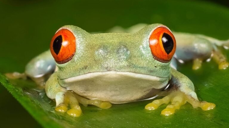 what-does-red-eyed-tree-frog-eat-amphipedia