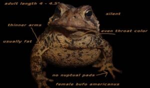 How to Tell If a Toad is Male Or Female? - AMPHIPEDIA