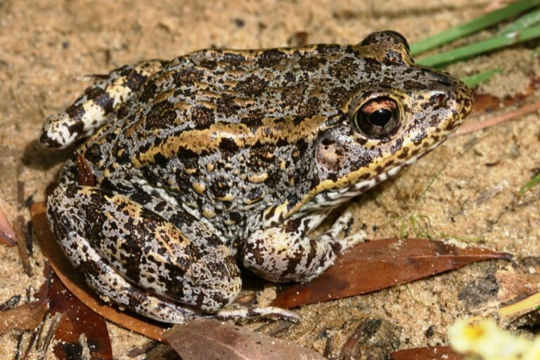 Are There Cane Toads in North Carolina? - AMPHIPEDIA