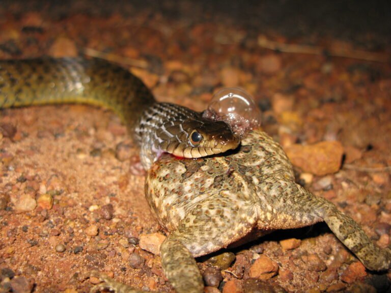 can-snakes-eat-cane-toads-amphipedia