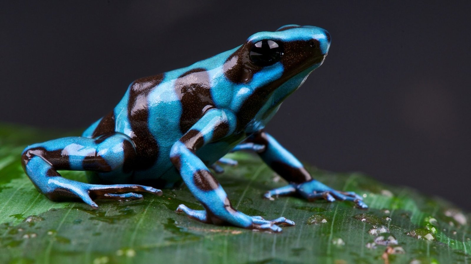 What Does the Poison Dart Frog Eat? - AMPHIPEDIA