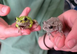 Gray Tree Frog Habitat? - AMPHIPEDIA