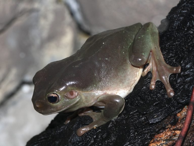 Why is My Green Tree Frog Brown? AMPHIPEDIA