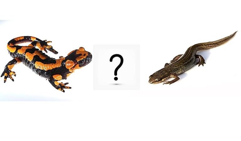 What Is The Difference Between A Salamander And A Newt Amphipedia