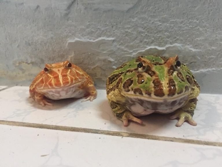 Male Vs Female Pacman Frog Size Amphipedia 2949