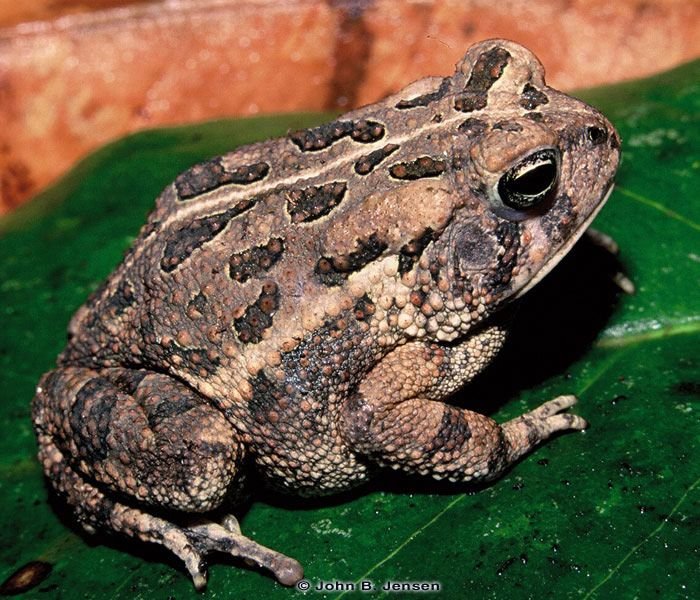 Types of Toads in Florida - AMPHIPEDIA