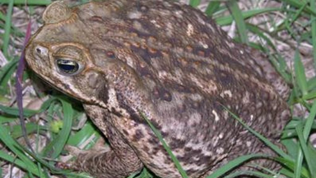 Are There Poisonous Toads In Florida Amphipedia 9726