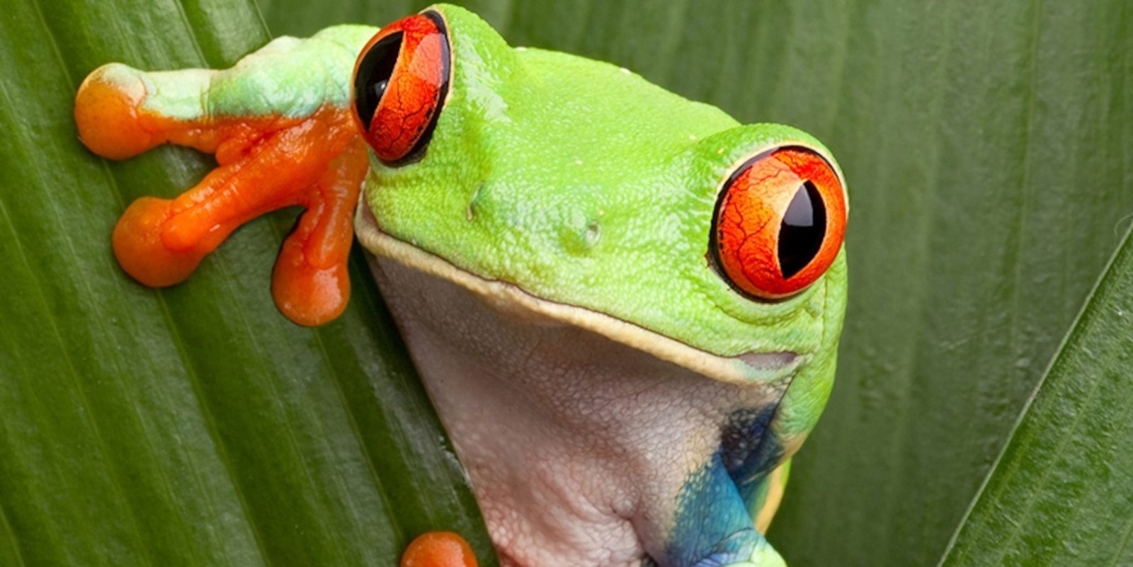 red-eyed-tree-frog-amphipedia