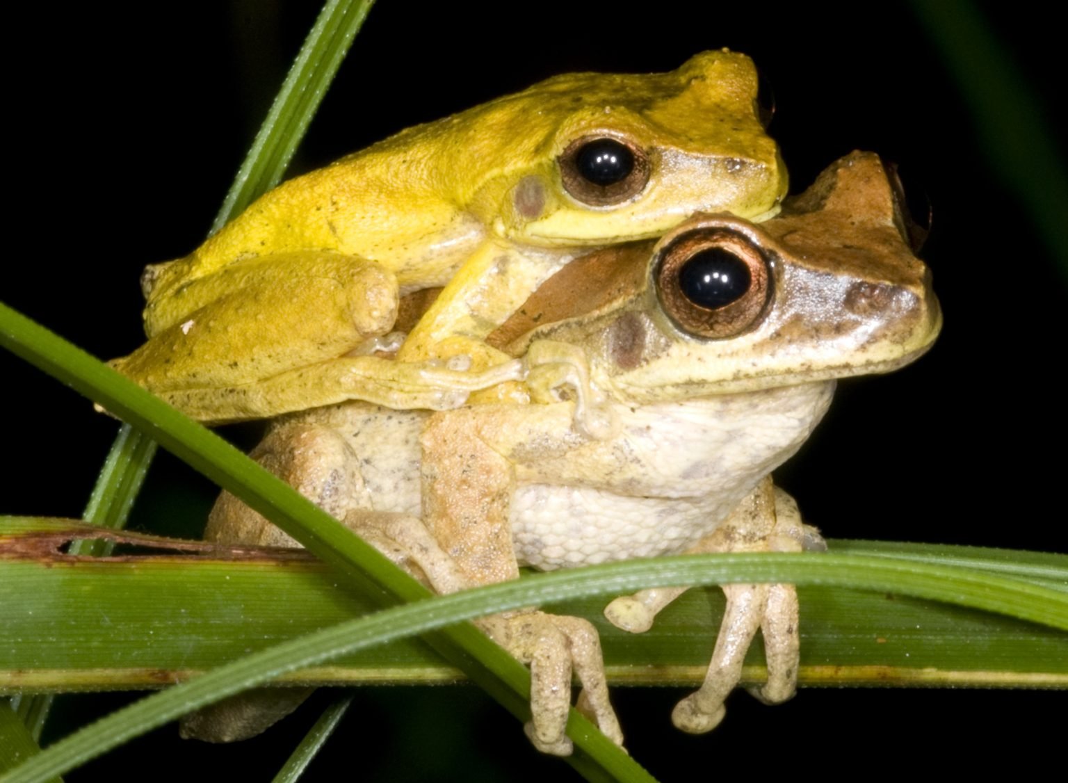 What is a Frog Mating Session Called? - AMPHIPEDIA