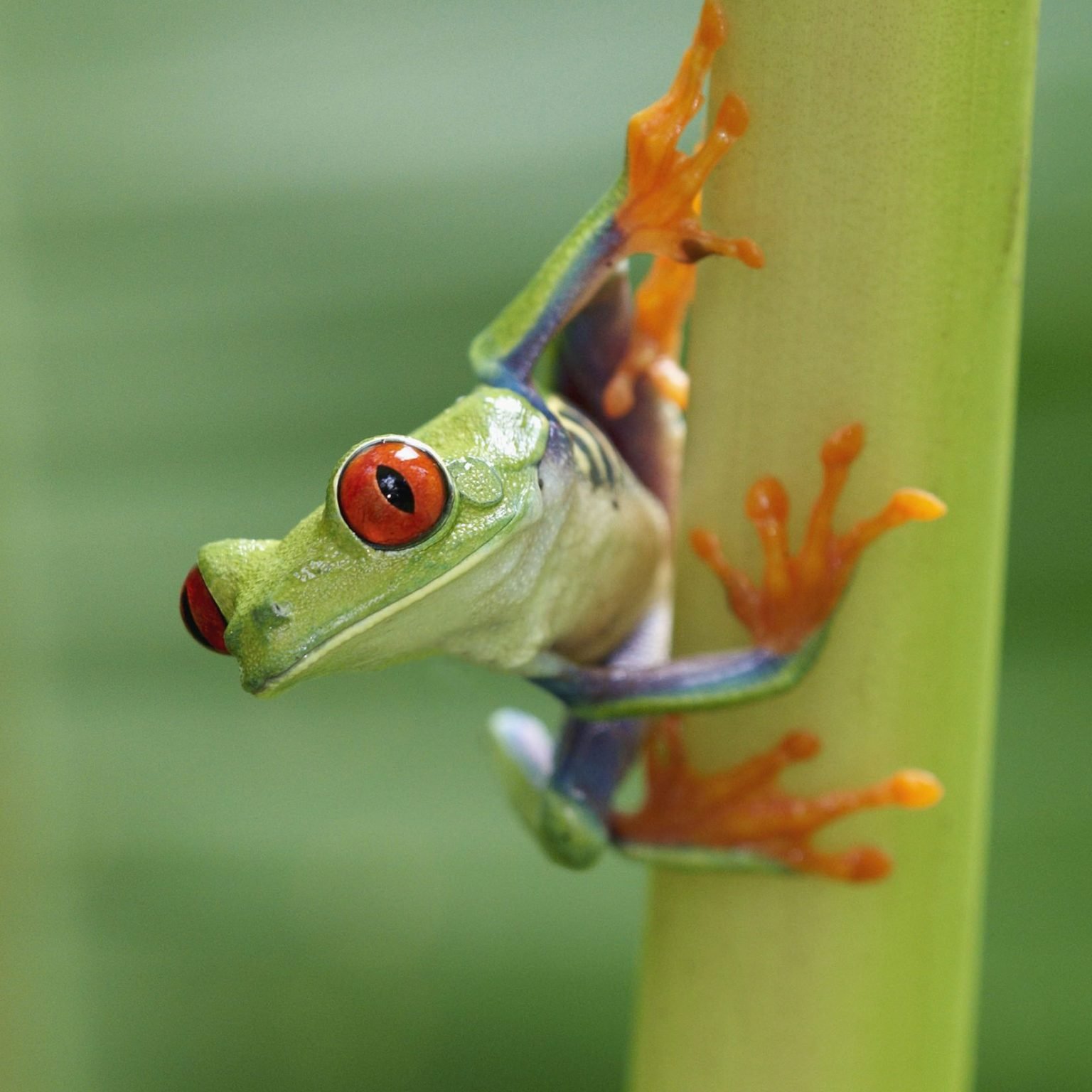 What Do Red Eyed Tree Frog Eat? AMPHIPEDIA