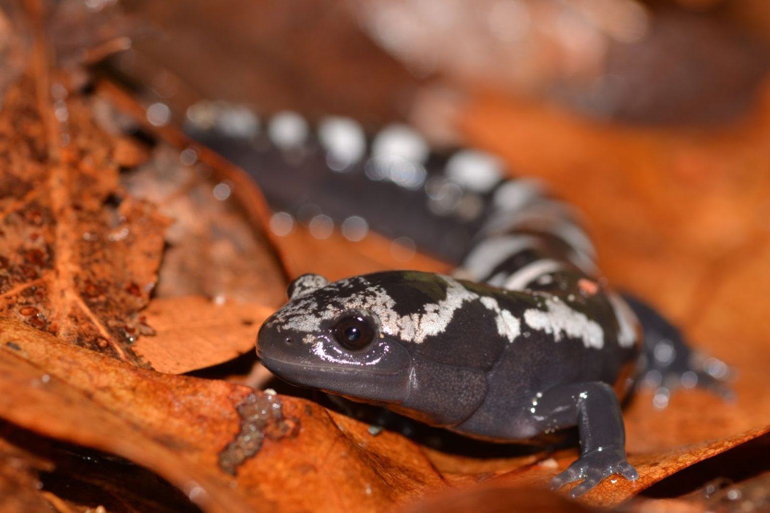 Fire Salamander : The Enigmatic Beauty - AMPHIPEDIA