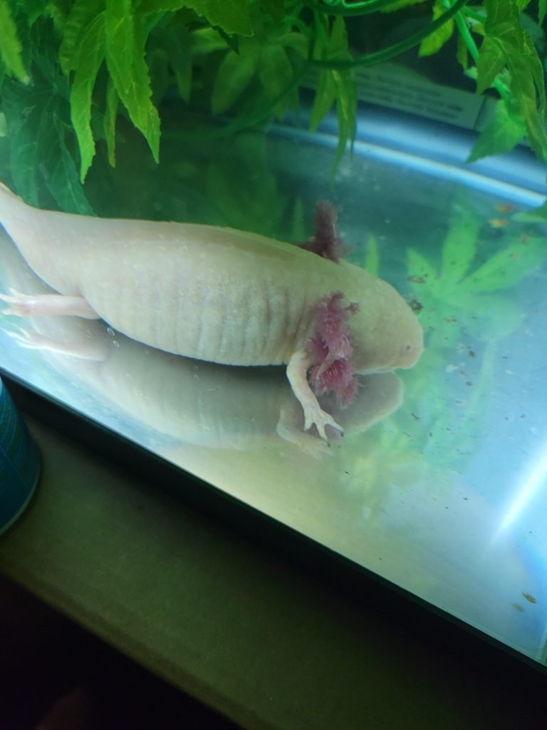 How Do I Know If My Axolotl is Dying - AMPHIPEDIA