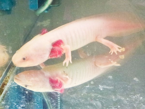 Why is My Axolotl Not Eating