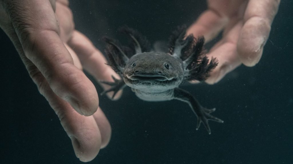 Axolotl Extinct AMPHIPEDIA