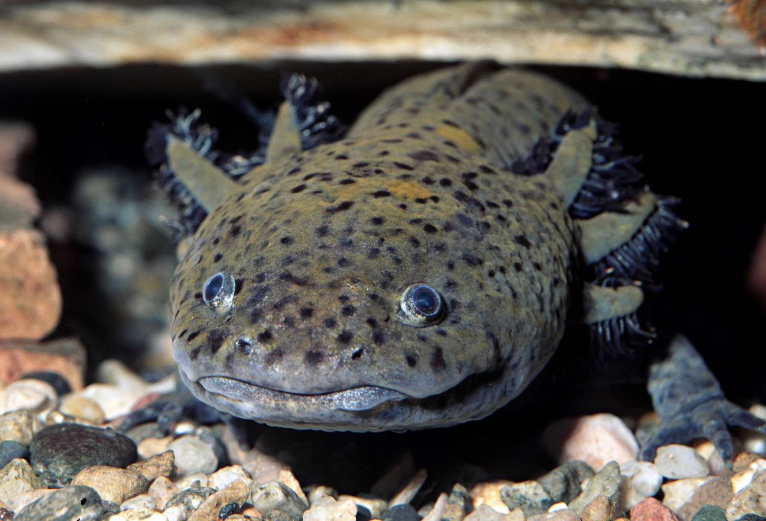 Axolotl Facts