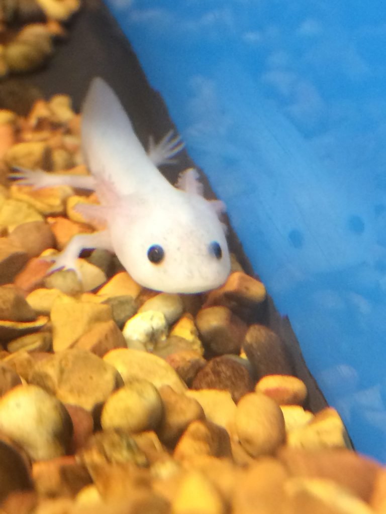 Axolotl Petco - AMPHIPEDIA