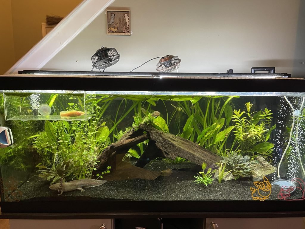 Axolotl Tank - AMPHIPEDIA