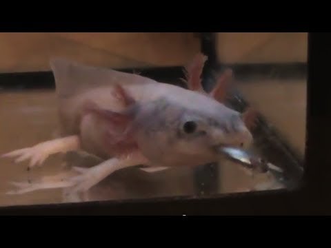Does Axolotl Eat Fish