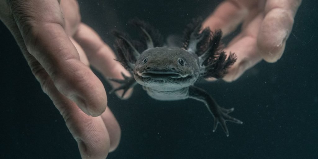 How Many Axolotls are Left AMPHIPEDIA