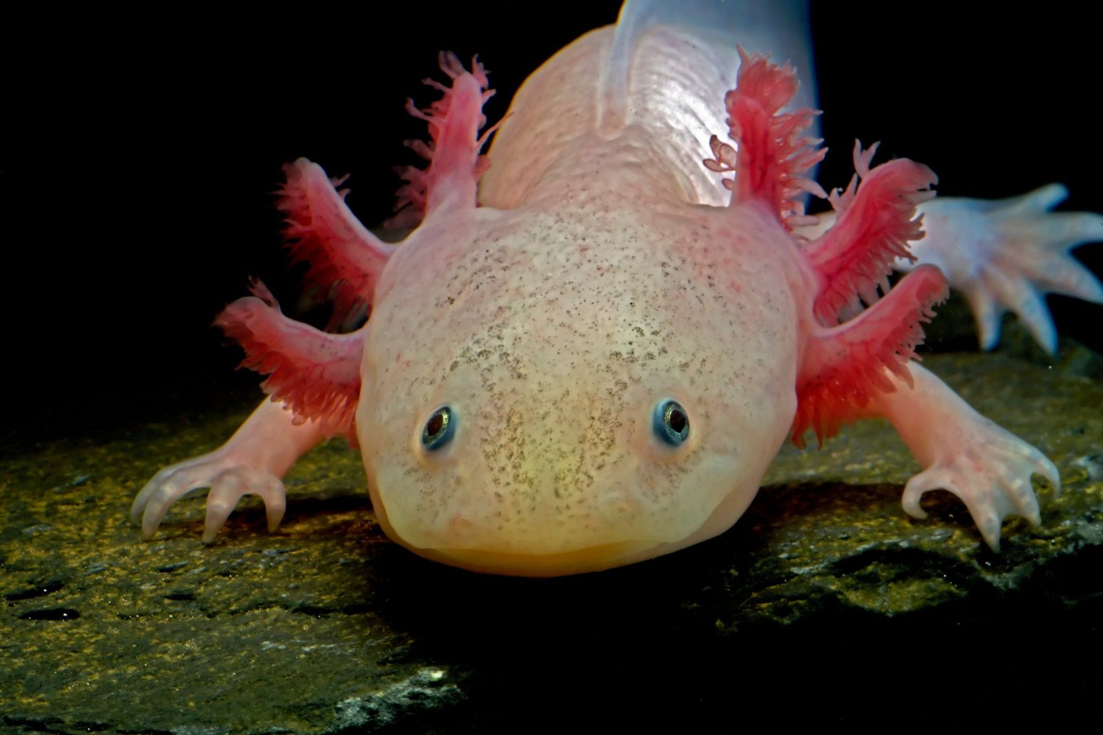 How Many Axolotls are Left in the World AMPHIPEDIA