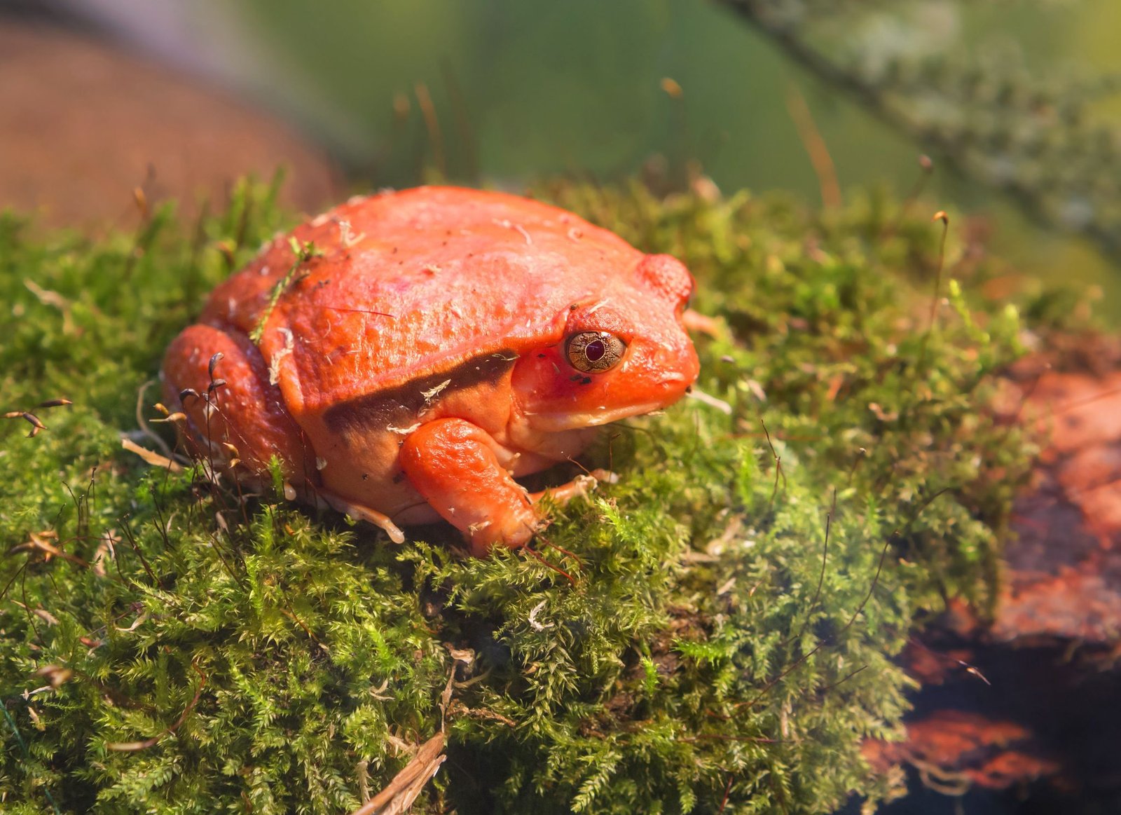 Tomato Frog Care Amphipedia