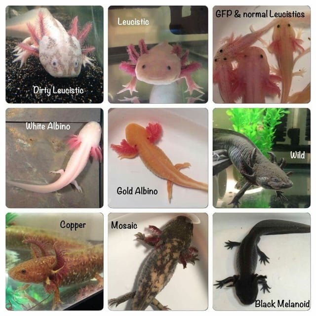 Types of Axolotl