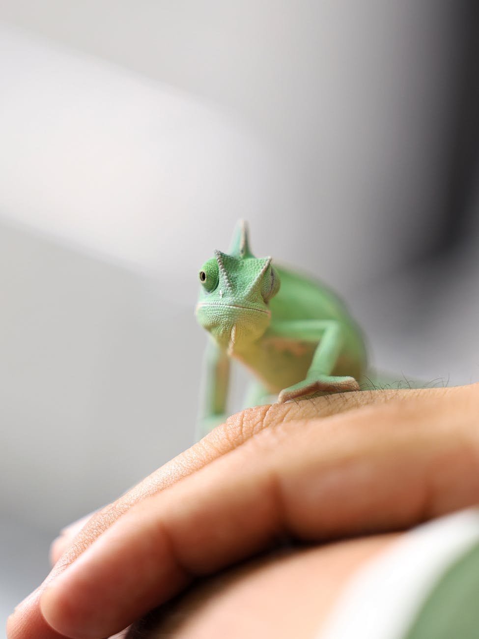 a green chamelon lizard on a person s hand
