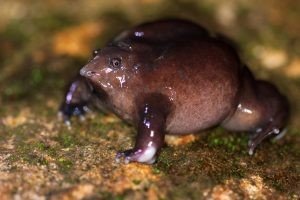 Are Purple Frogs Endangered?