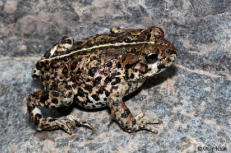 Are Southern California Toads Poisonous?