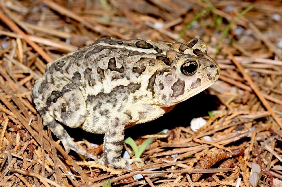Are Southern Toads Nocturnal?