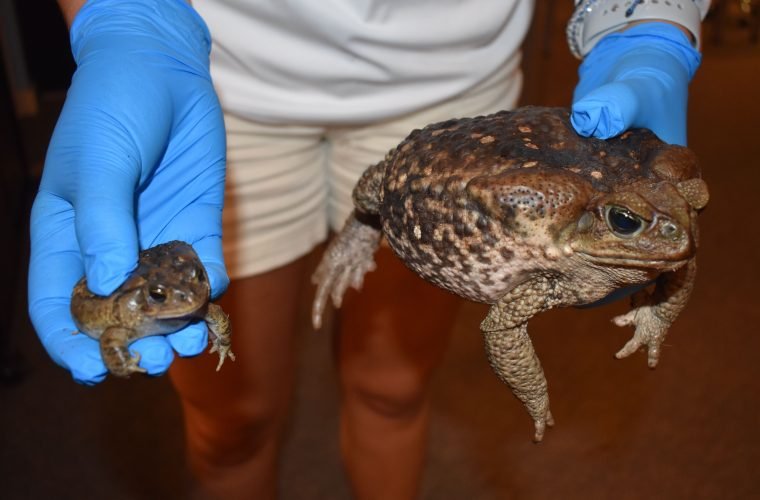 How Big Do Southern Toads Get?