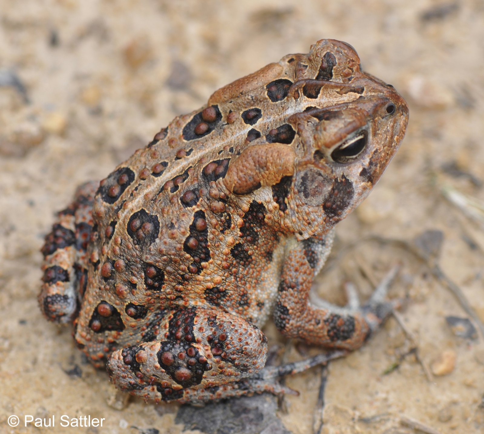 How Long Do Southern Toads Live?