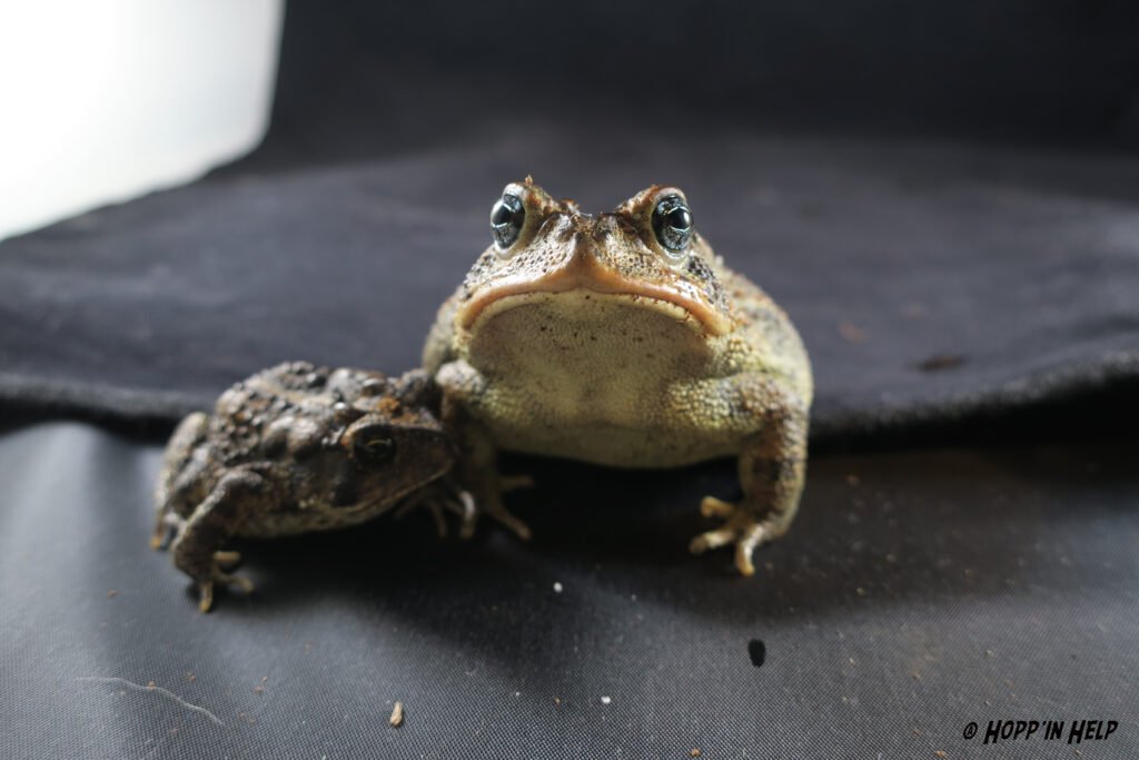 How to Keep a Southern Toad?