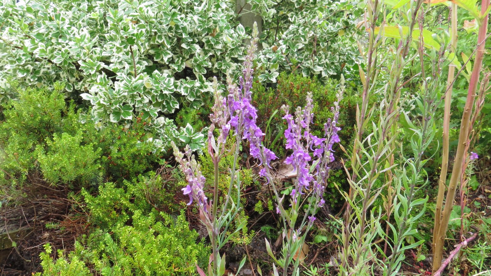 Is Purple Toadflax a Weed?