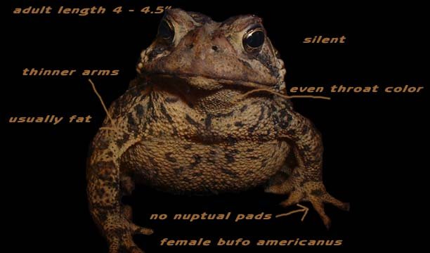 Southern Toad Male Vs Female