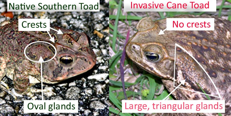 Southern Toad Size