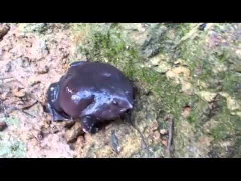 What Do Purple Frogs Sound Like?
